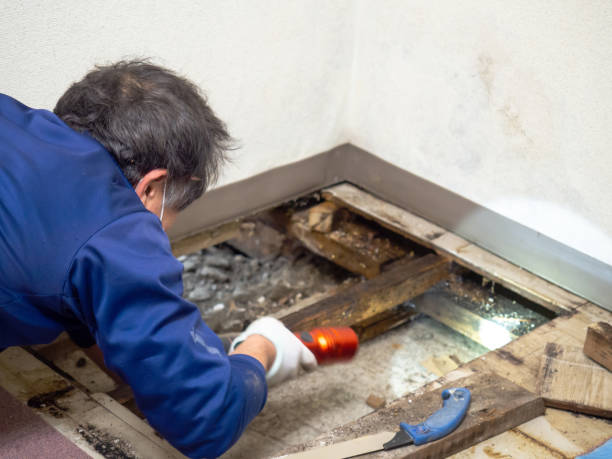 Best Black Mold Removal  in Sauk Rapids, MN