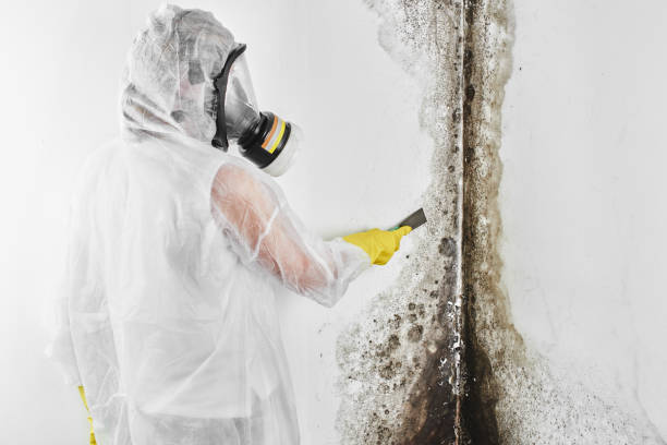 Best Attic Mold Removal  in Sauk Rapids, MN