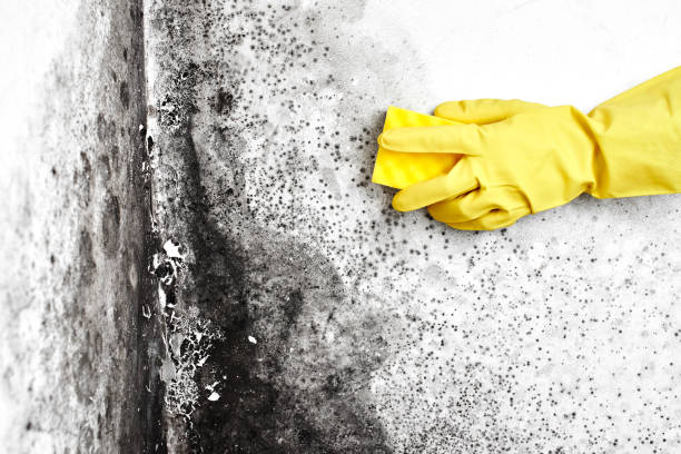 Best Mold Damage Repair  in Sauk Rapids, MN