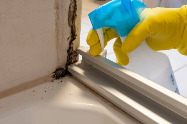 Best Professional Mold Removal  in Sauk Rapids, MN