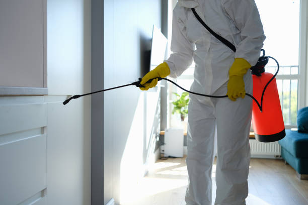 Mold Removal Process in Sauk Rapids, MN