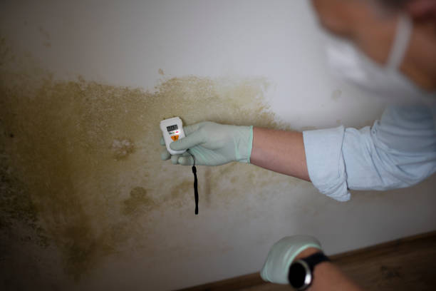 Mold Removal and Inspection in Sauk Rapids, MN