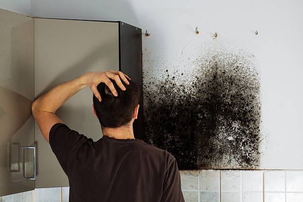 Home Mold Removal in Sauk Rapids, MN