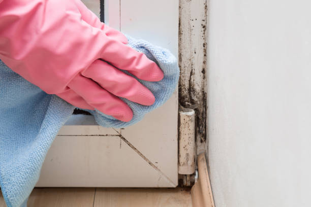 Best Fast Mold Removal  in Sauk Rapids, MN
