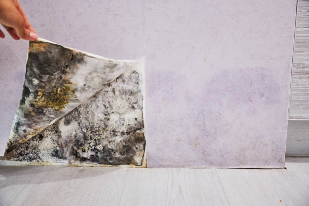 Best Mold Testing  in Sauk Rapids, MN